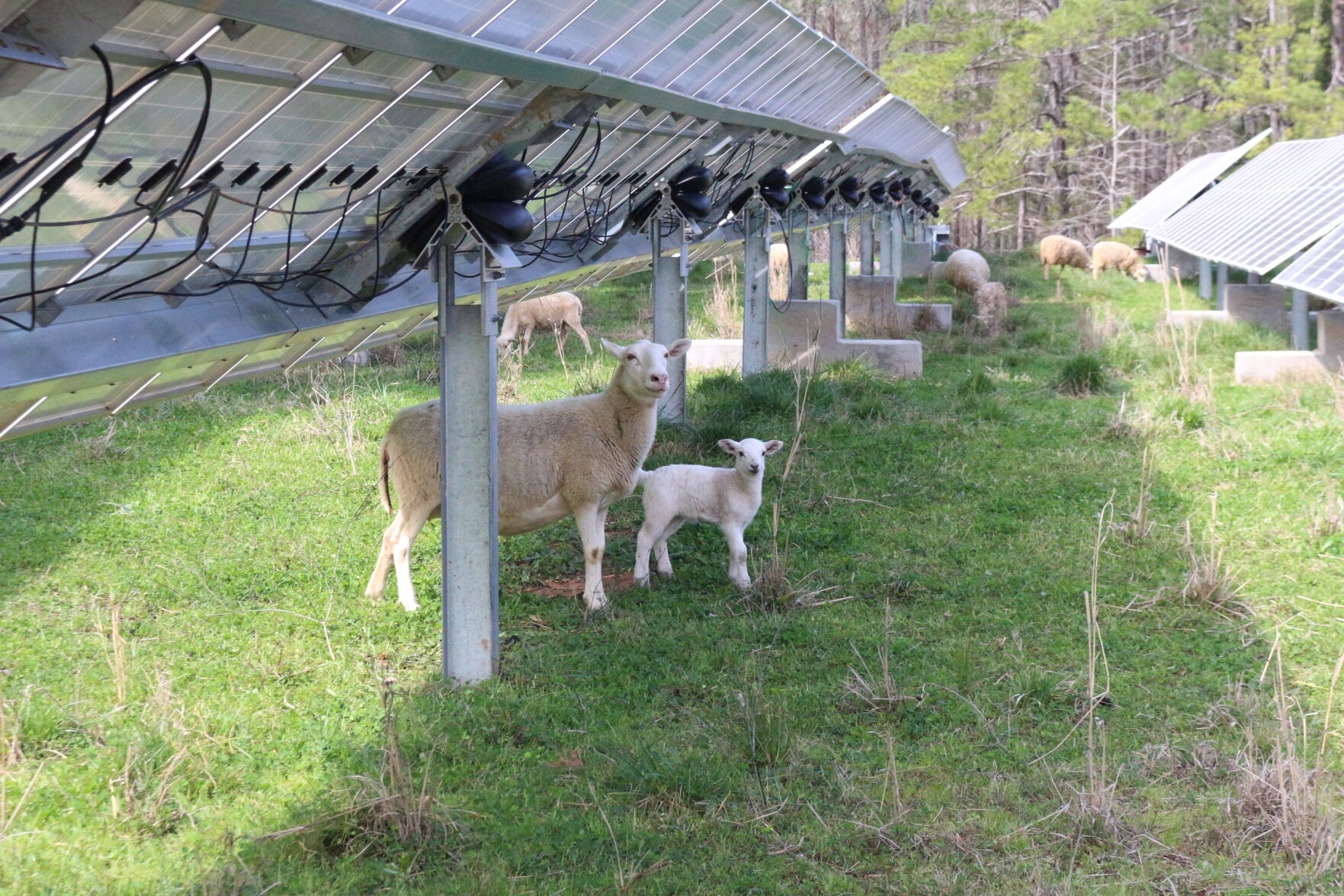 Sheep and lamb Cedar Creek Water Reclamation Facility